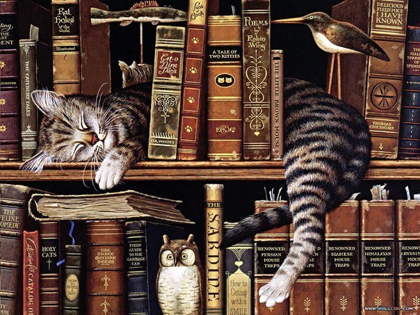 кошка и знания