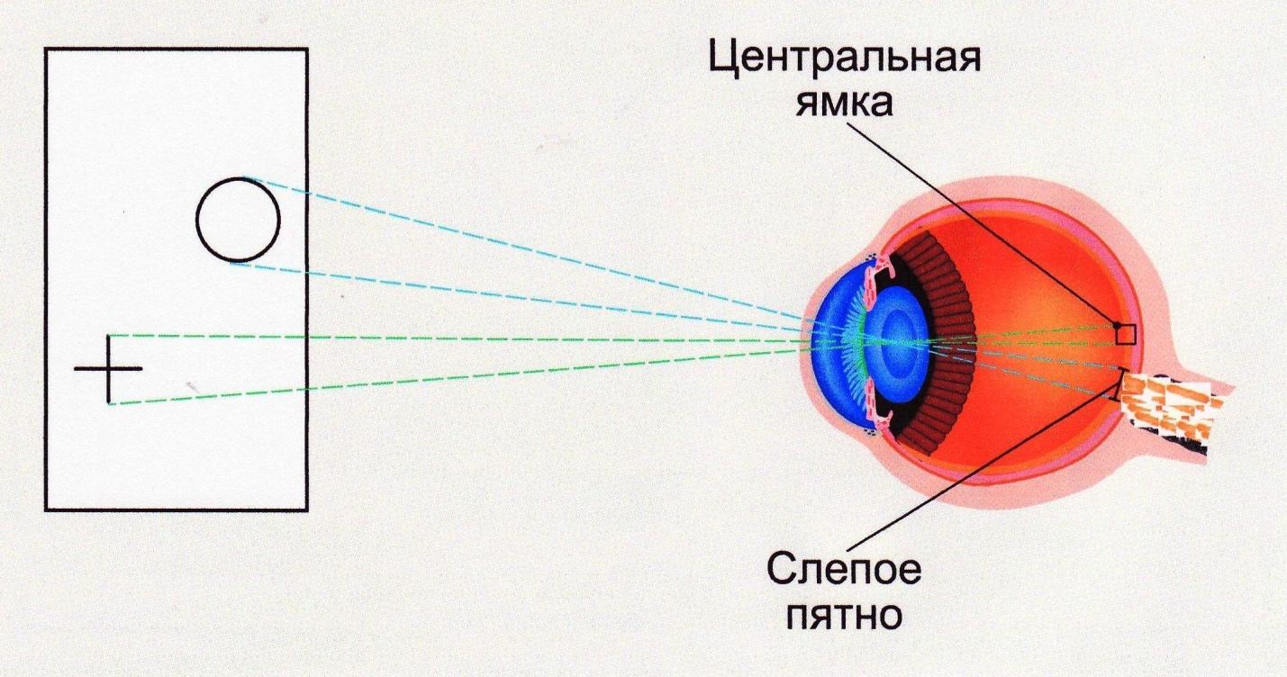 слепое пятно в глазу